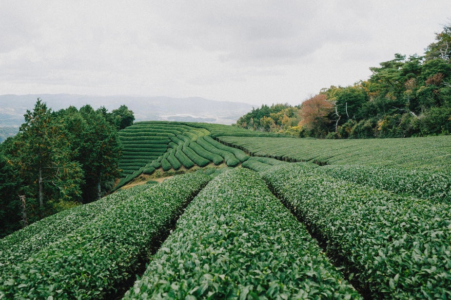 [81] Kyoto Memories - Green Tea, Jasmine & Bergamot